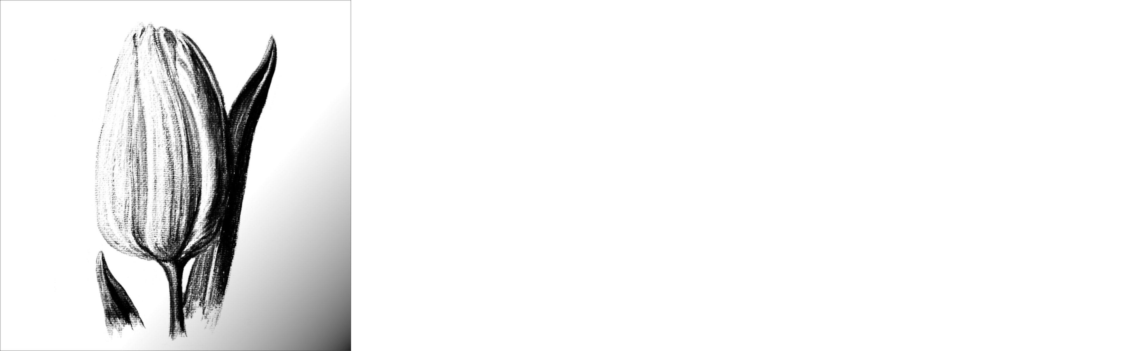 Tulip Design Logo